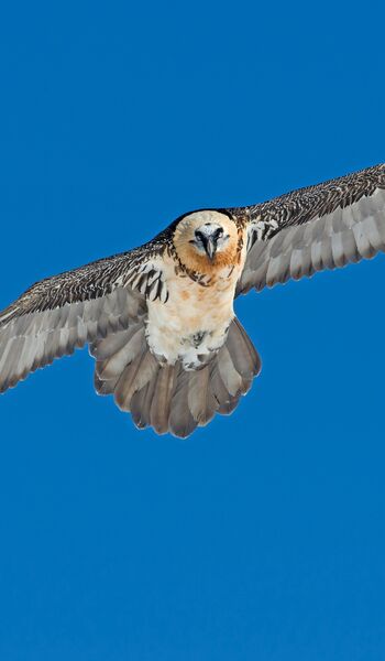 Bartgeier fliegt frontal auf die Kamera zu, vor tiefblauem Himmel über der Gemmi