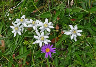 Edelweiss et un aster des Alpes violet dans l’herbe