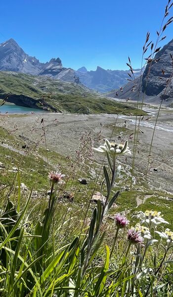 Edelweiss über dem Lämmerensee und dem Lämmerenboden – Gewässer für alpines Fischen auf der Gemmi